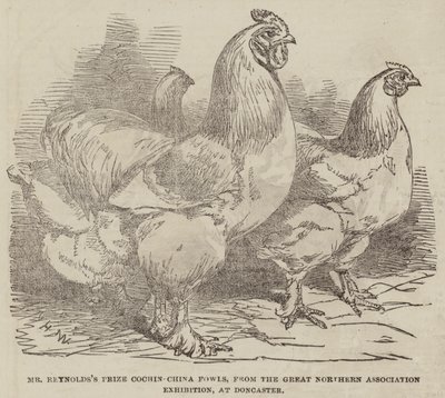 Los Gallos Cochin-China Premiados del Sr. Reynolds, de la Gran Exposición de la Asociación del Norte, en Doncaster de Harrison William Weir